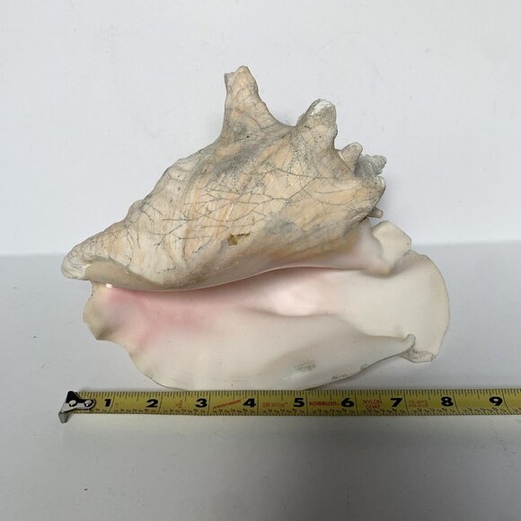 Large Conch Shell Unknown Type 8" - Picture 2 of 5